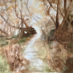 Foggy Forest Walk